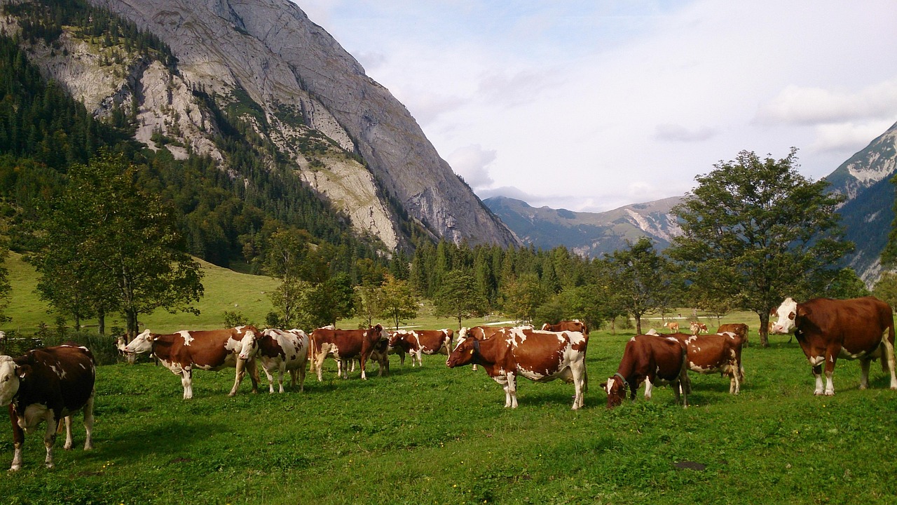 cow 2585144 1280