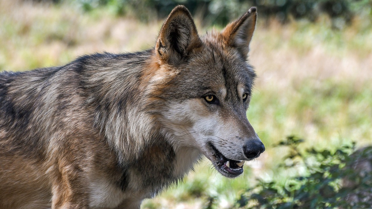 wolf 2952937 1280